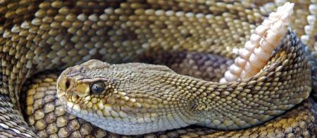 Getting past snake oil